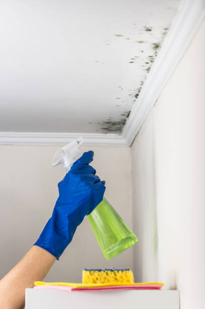 Best Attic Mold Removal  in Lwa, CA